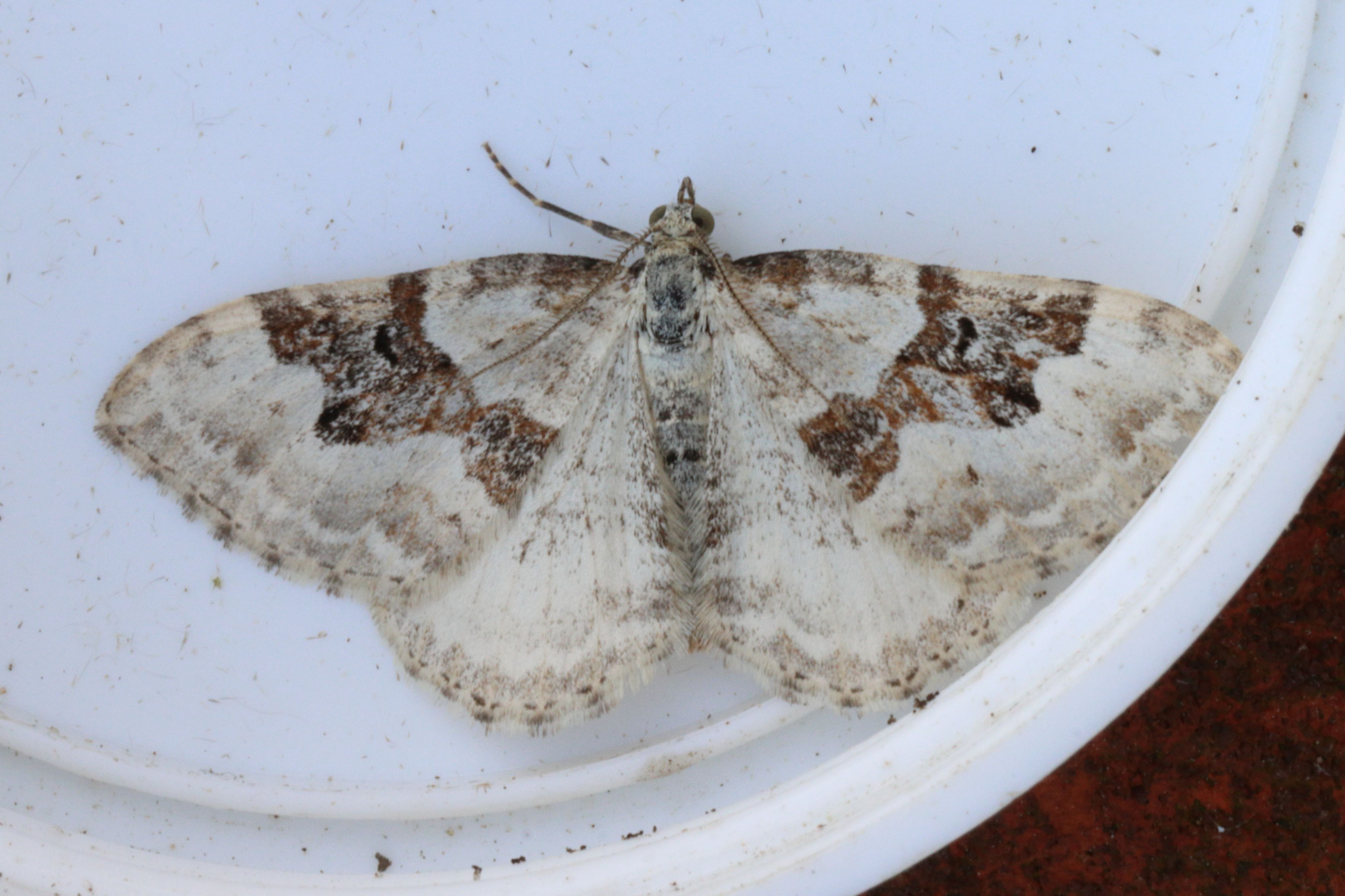 Photo of Silver-ground Carpet (Xanthorhoe montanata)